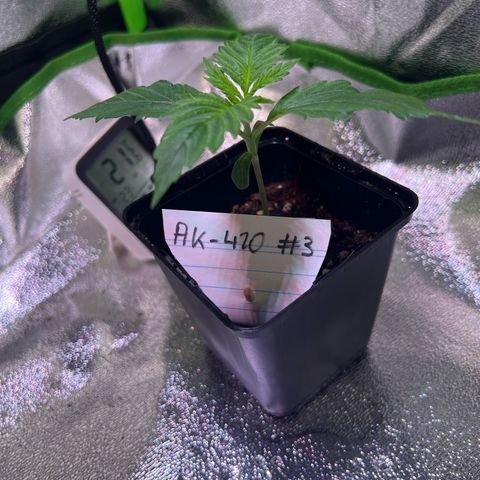 AK-420 #3 growlog timeline photo