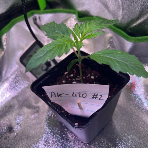 AK-420 #2 growlog timeline photo