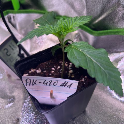 AK-420 #1 growlog timeline photo