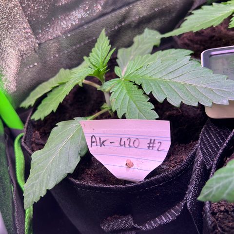 AK-420 #2 growlog timeline photo