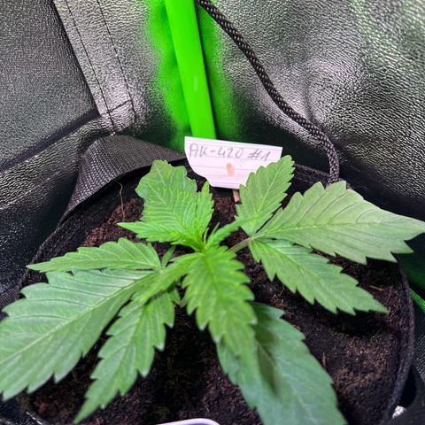 AK-420 #1 growlog timeline photo