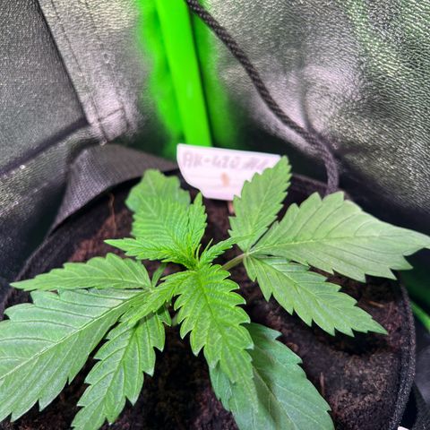 AK-420 #1 growlog timeline photo