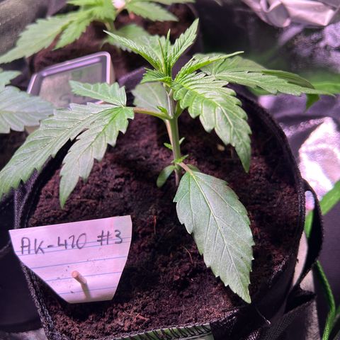 AK-420 #3 growlog timeline photo