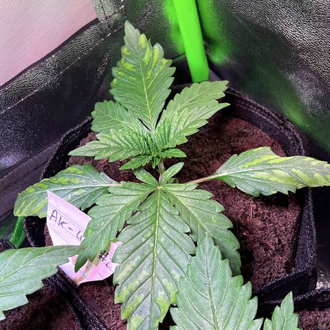 AK-420 #2 growlog photo: Mangelerscheinungen (Stress?) nach dem Umtopfen