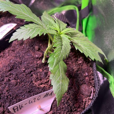 AK-420 #1 growlog photo: LST