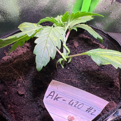 AK-420 #2 growlog photo: LST