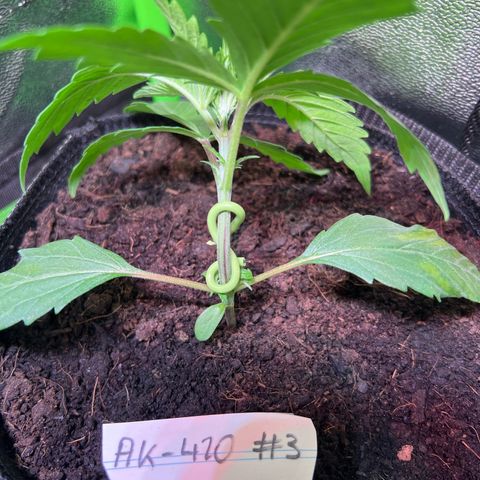 AK-420 #3 growlog photo: LST