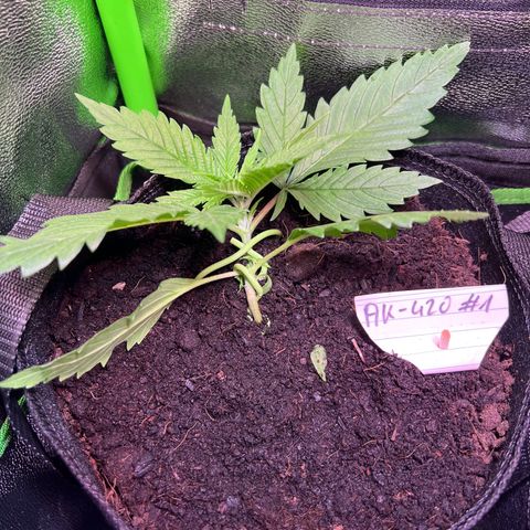 AK-420 #1 growlog photo: LST momentan die beste Pflanze ohne Verfärbung an den Blättern