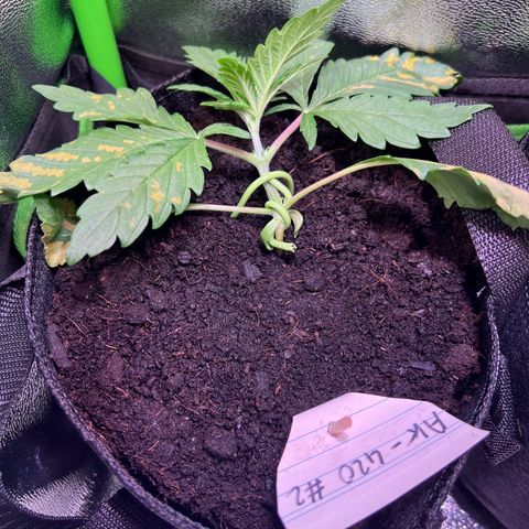 AK-420 #2 growlog photo: Mehr LST Training betroffene Blätter sind nun gelblich 