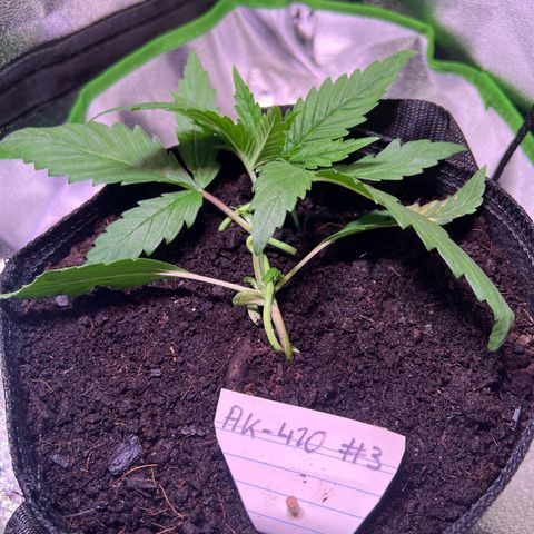 AK-420 #3 growlog photo: Verfärbung von nur einem Blatt 