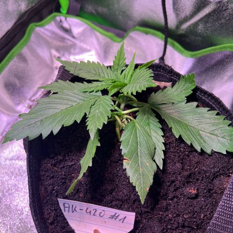 AK-420 #1 growlog photo: Momentan die einzige Pflanze mit keinen/wenigen Mangeln