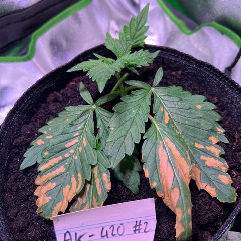 AK-420 #2 growlog photo: Scheint sich zu erholen 