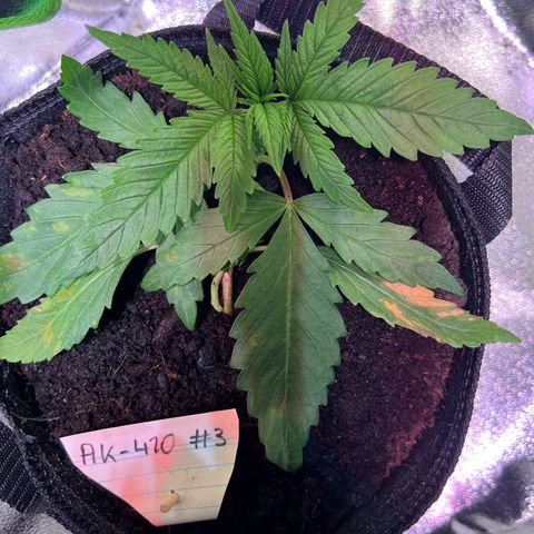 AK-420 #3 growlog timeline photo