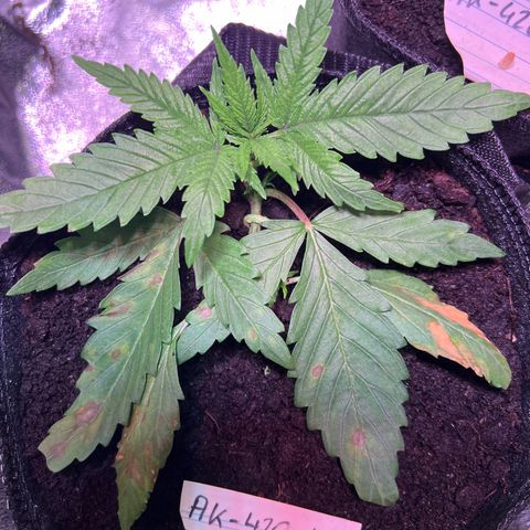 AK-420 #3 growlog photo: Die Mängelerscheinungen werden immer mehr 