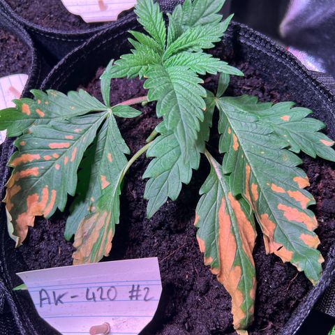 AK-420 #2 growlog photo: Die neuen Blätter fangen auch an außen an den Spitzen braun zu werden 