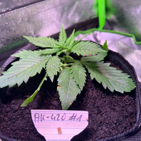 AK-420 #1 growlog photo: Wachstum ist Stressbedingt gestoppt. In den nächsten Tagen wird die Erde nur befeuchtet, dann sollte es wieder passen (hoffentlich)