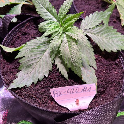 AK-420 #1 growlog timeline photo