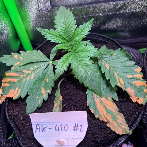 AK-420 #2 growlog timeline photo