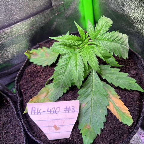 AK-420 #3 growlog timeline photo