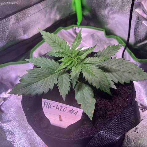 AK-420 #1 growlog timeline photo