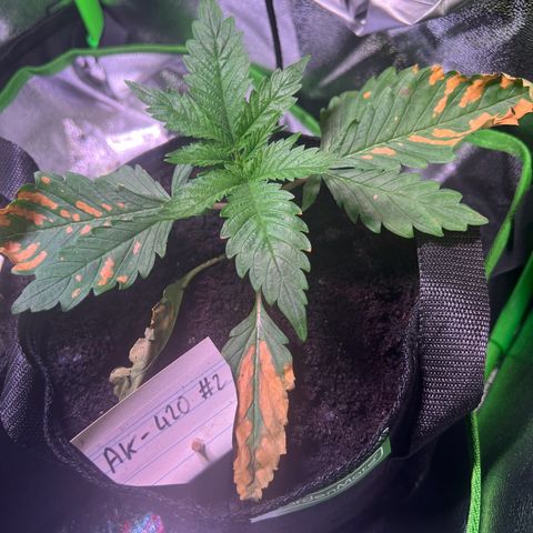 AK-420 #2 growlog timeline photo