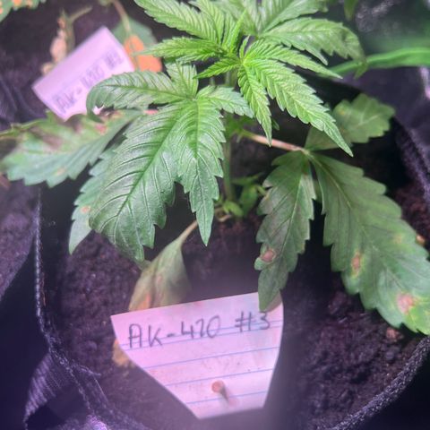 AK-420 #3 growlog photo: Pflanze zeigt Überwässerungserscheinungen. Die oberste Schicht muss trd weiterhin bewässert werden, da living soil. 

Wird beim nächsten Gießen wahrscheinlich ausgelassen