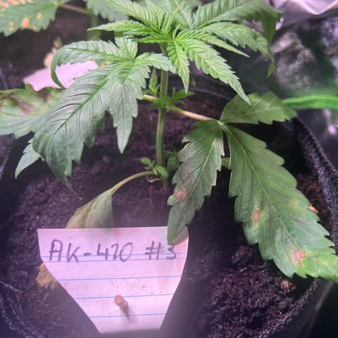AK-420 #3 growlog photo: Pflanze zeigt Überwässerungserscheinungen. Die oberste Schicht muss trd weiterhin bewässert werden, da living soil. 

Wird beim nächsten Gießen wahrscheinlich ausgelassen