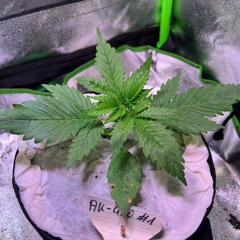 AK-420 #1 growlog timeline photo