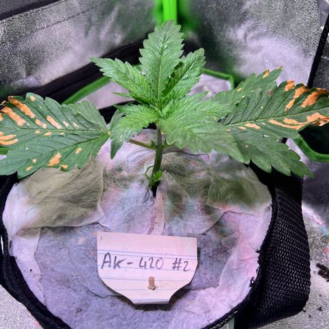 AK-420 #2 growlog timeline photo