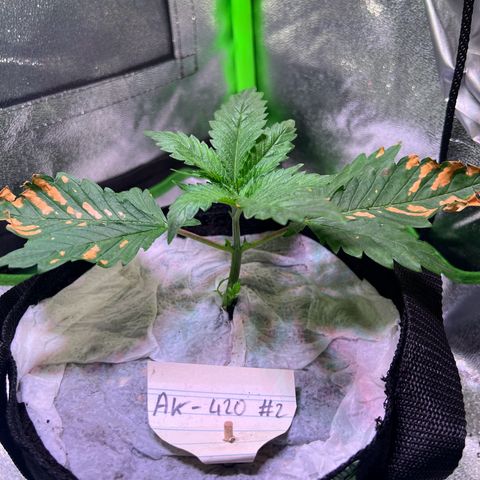 AK-420 #2 growlog timeline photo