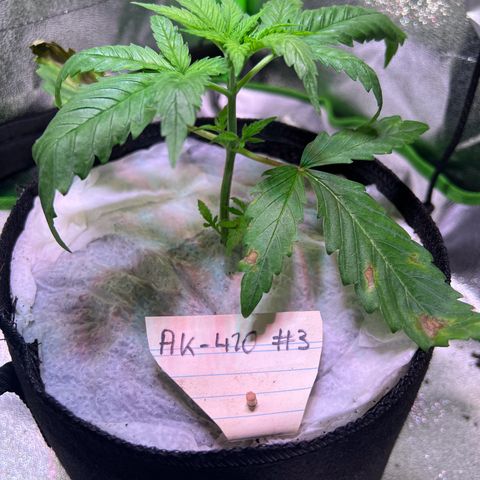 AK-420 #3 growlog timeline photo