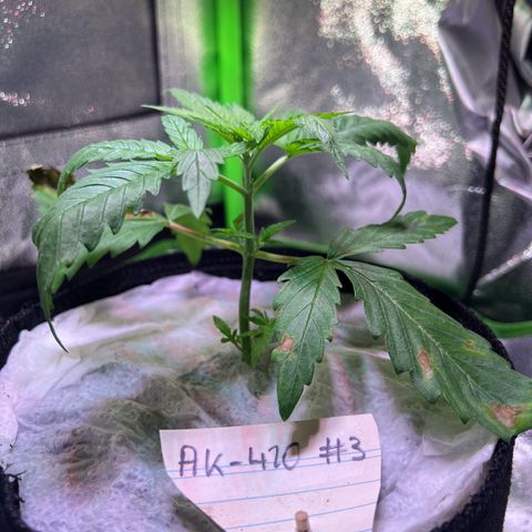 AK-420 #3 growlog timeline photo