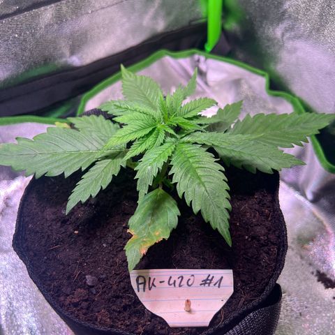 AK-420 #1 growlog timeline photo