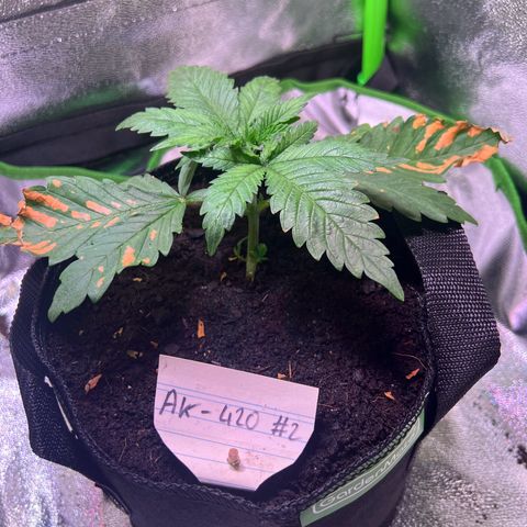 AK-420 #2 growlog timeline photo