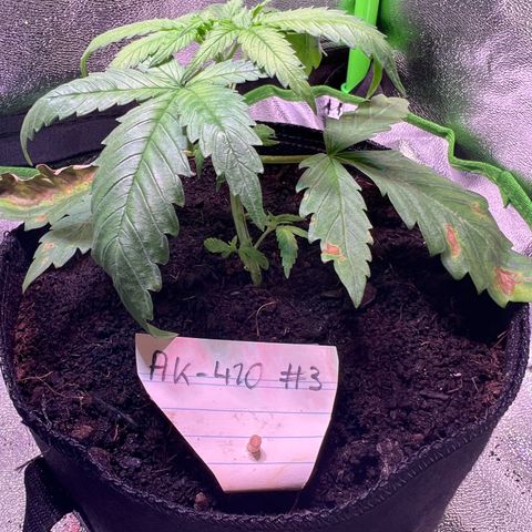 AK-420 #3 growlog timeline photo