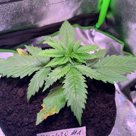 AK-420 #1 growlog timeline photo