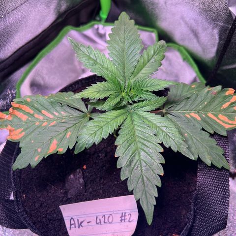 AK-420 #2 growlog timeline photo