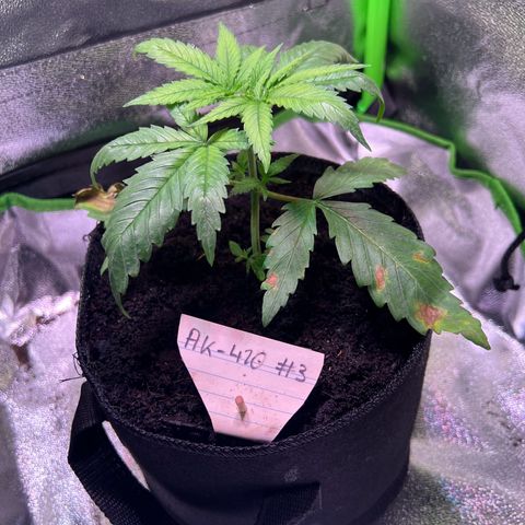 AK-420 #3 growlog timeline photo