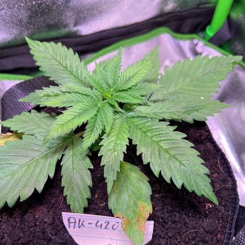 AK-420 #1 growlog timeline photo