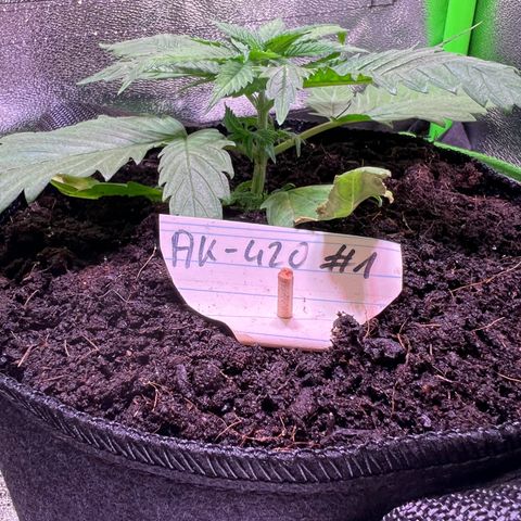 AK-420 #1 growlog timeline photo