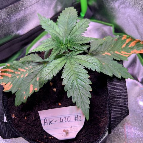 AK-420 #2 growlog timeline photo