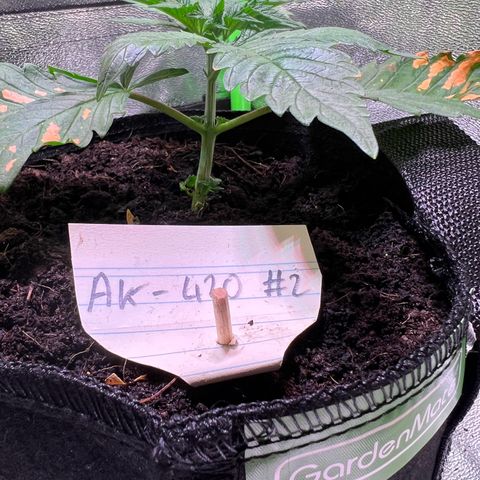 AK-420 #2 growlog timeline photo