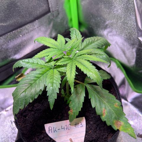 AK-420 #3 growlog timeline photo