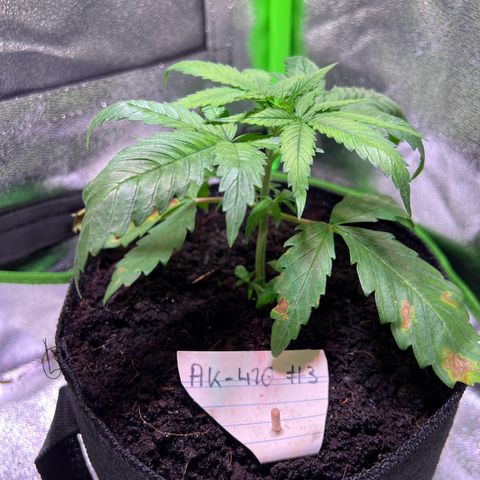 AK-420 #3 growlog timeline photo