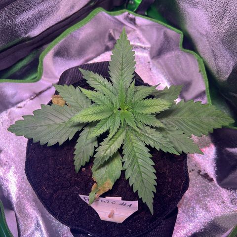 AK-420 #1 growlog timeline photo
