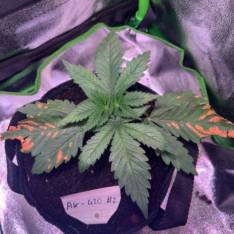 AK-420 #2 growlog timeline photo