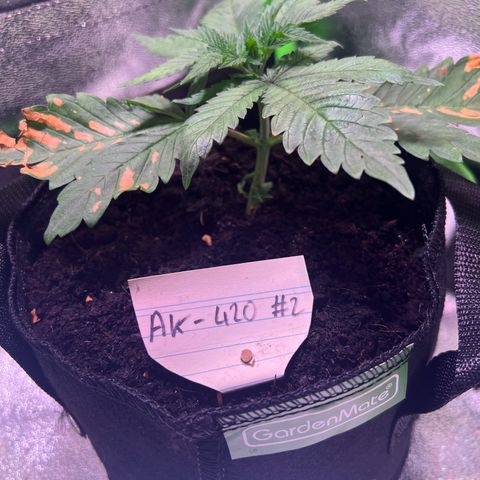 AK-420 #2 growlog timeline photo