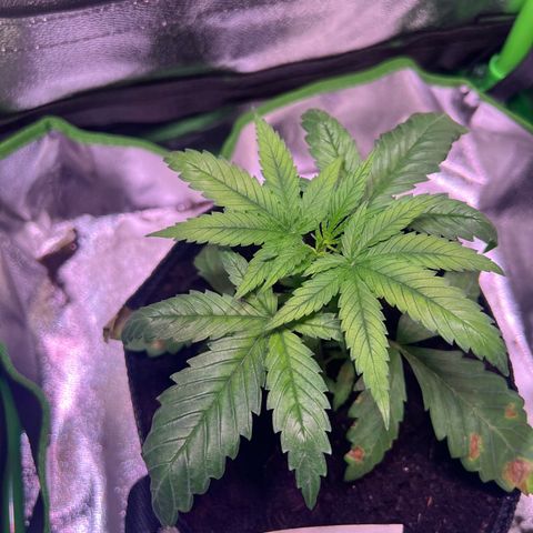 AK-420 #3 growlog timeline photo