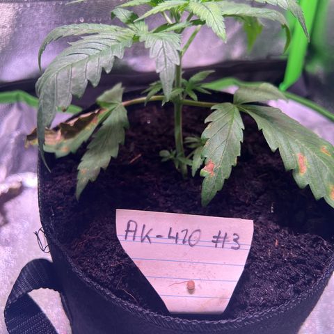 AK-420 #3 growlog timeline photo