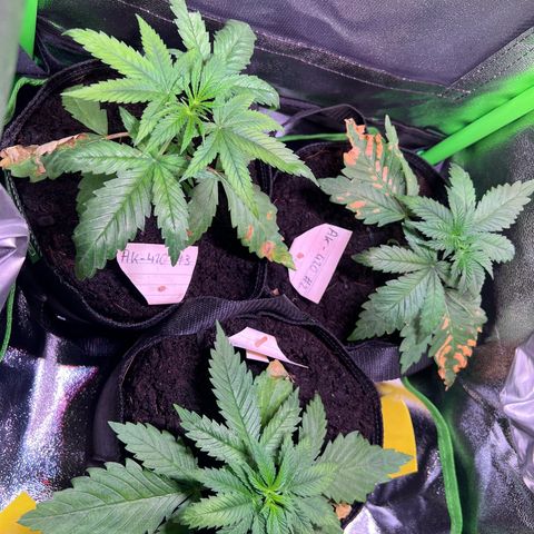 AK-420 #1 growlog timeline photo